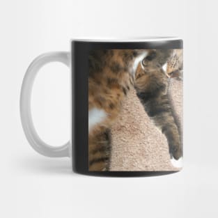 Sleeping Cat Mug